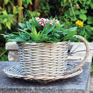 Wicker Tea Cup Planter